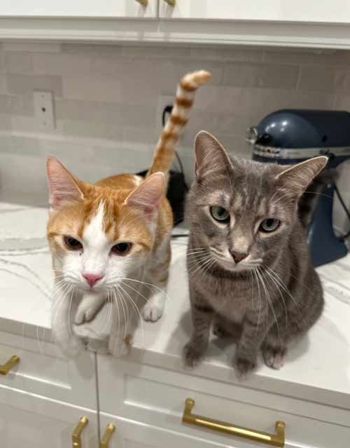 cat-sitting-in-broward-county-florida cat sitting in broward county florida