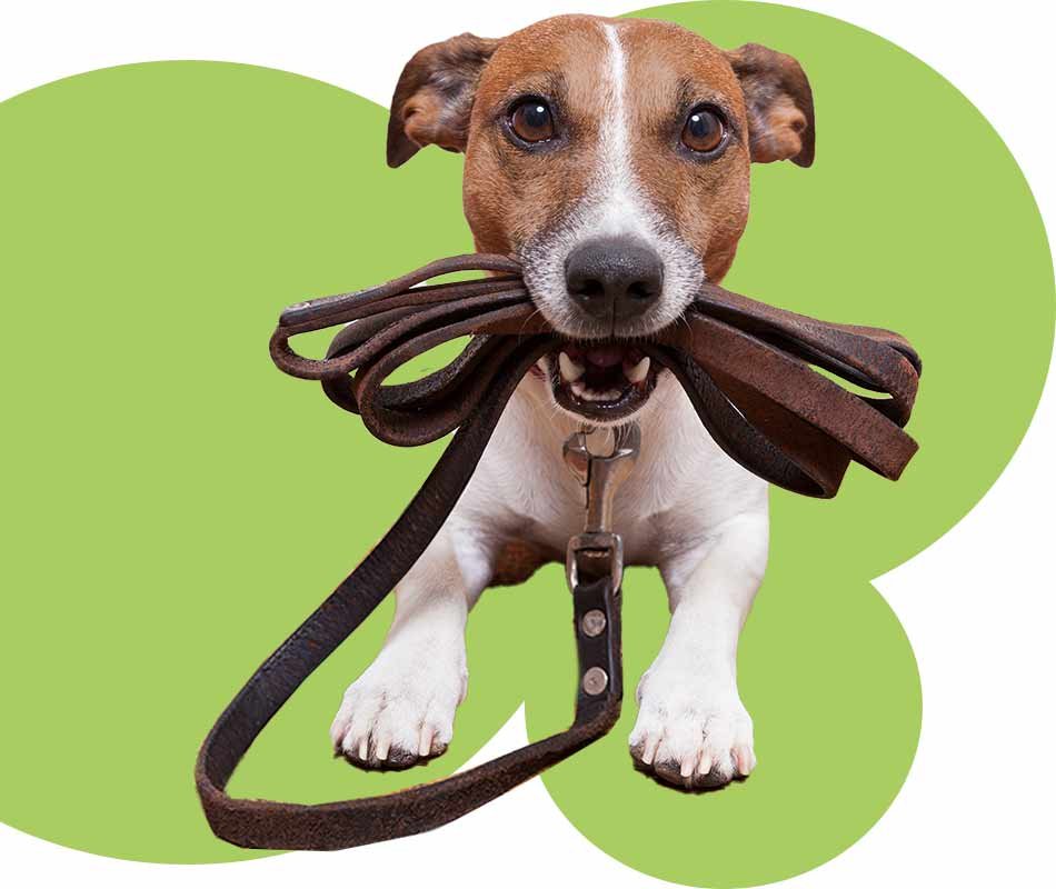 dog walking locations