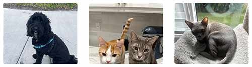 free-pet-sitter-visits-in-broward-county-florida free pet sitter visits in broward county florida