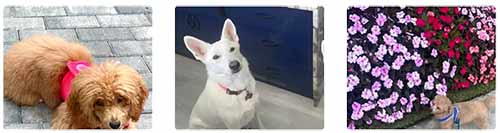 free-pet-sitter-visits free pet sitter visits