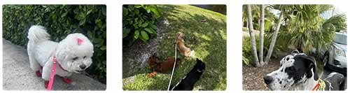 get-a-free-pet-sitter-visit get a free pet sitter visit