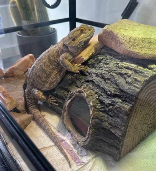lizard-sitting-service-in-broward-county-florida lizard sitting service in broward county florida