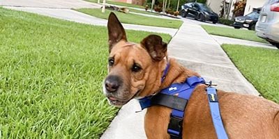 Dog Walking in Broward County FL