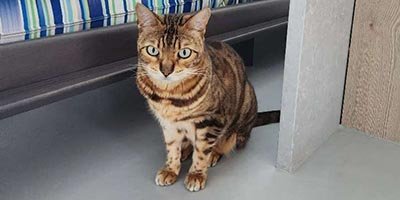 Cat Sitting in Broward County