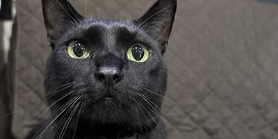 Cat Sitting in Broward County FL