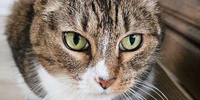 Cat Sitting in Broward County FL