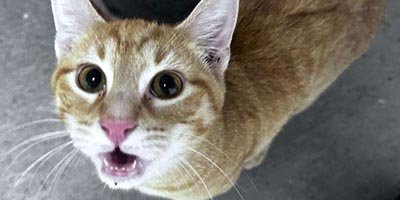 Cat Sitting in Broward County FL