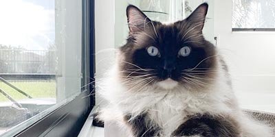 Cat Sitting in Broward County FL