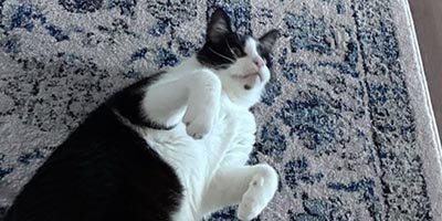Cat Sitting in Coconut Creek FL