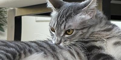 cat-sitting-in-cooper-city-fl