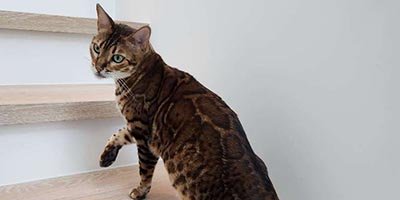 Cat Sitting in Coral Springs FL