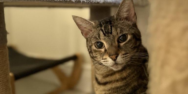 Cat Sitting in Dania Beach FL