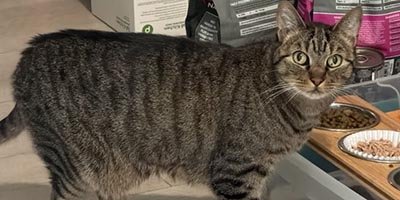 Cat Sitting in Davie Fl