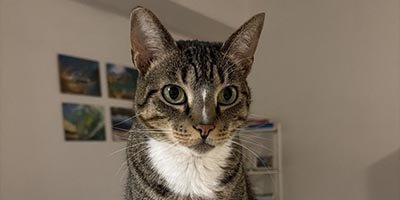 Cat Sitting in Deerfield Beach FL