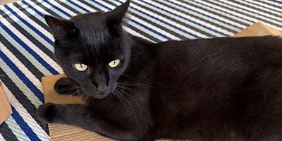 Cat Sitting in Fort Lauderdale FL