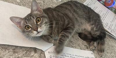 Cat Sitting in Hallandale Beach FL