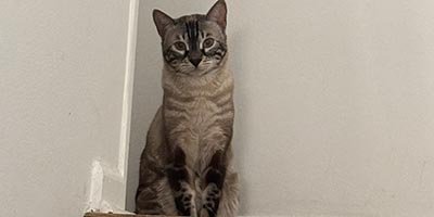 Cat Sitting in Hillsboro Beach FL