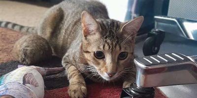 Cat Sitting in Hollywood FL