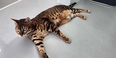 Cat Sitting in Lauderdale by the Sea FL