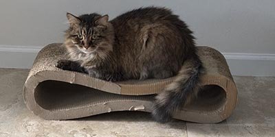 Cat Sitting in Lauderdale Lakes FL