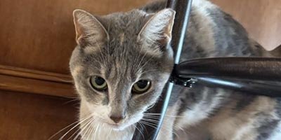 Cat Sitting in Lighthouse Point FL
