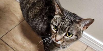 Cat Sitting in Margate FL