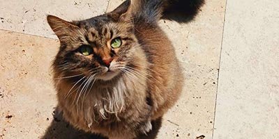 Cat Sitting in Miramar FL