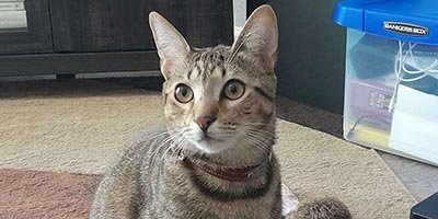 Cat Sitting in Oakland Park FL