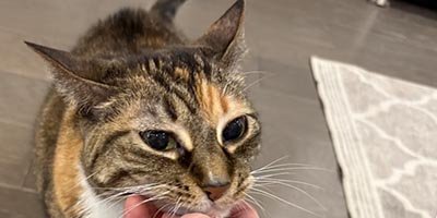 Cat Sitting in Parkland FL