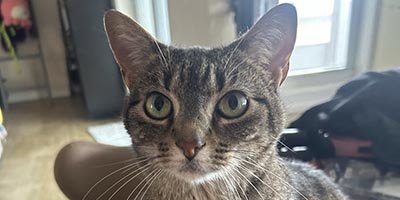 Cat Sitting in Pembroke Park FL