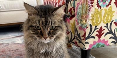 Cat Sitting in Pembroke Pines FL