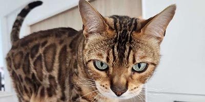 Cat Sitting in Plantation FL