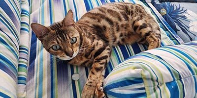 Cat Sitting in Pompano Beach FL