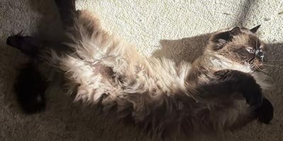 Cat Sitting in Southwest Ranches FL 