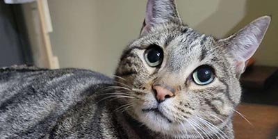 Cat Sitting in Sunrise FL