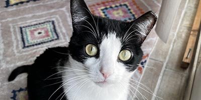 Cat Sitting in Tamarac FL