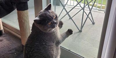 Cat Sitting in West Park FL