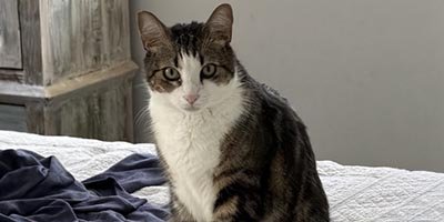 Cat Sitting in Weston FL 