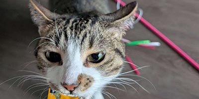 Cat Sitting in Wilton Manors FL 