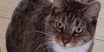 Cat Sitting in Sea Ranch Lakes FL
