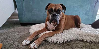 Dog Boarding in Broward County FL
