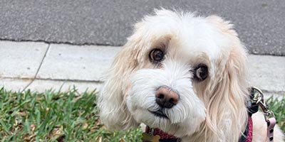 Dog Boarding in Broward County FL