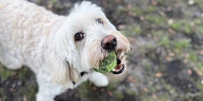 Dog Boarding in Broward County FL