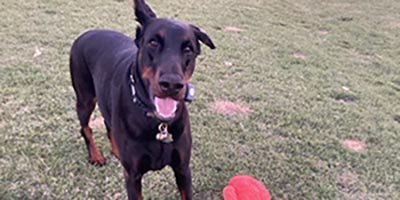 Dog Boarding in Broward County FL