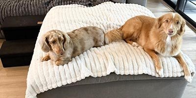 Dog Boarding in Broward County FL