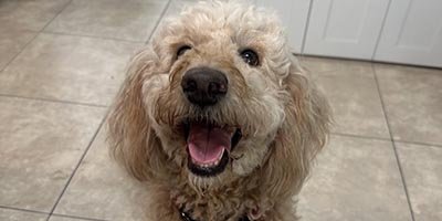 Dog Boarding in Coconut Creek FL