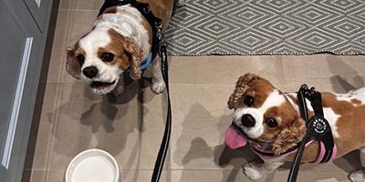 Dog Boarding in Cooper City FL