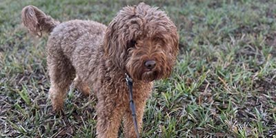 Dog Boarding in Davie FL