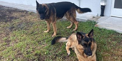 Dog Boarding in Hillsboro Beach FL