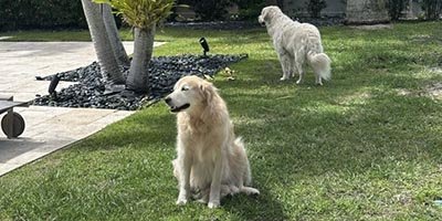 Dog Boarding in Margate FL